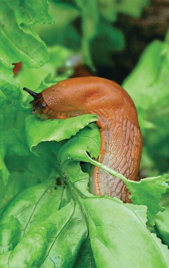 Defend your plot – the natural way