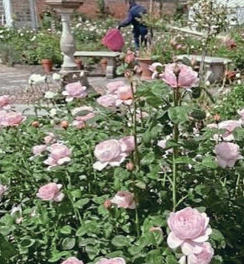 GARDEN RESCUE — OUR DIARY