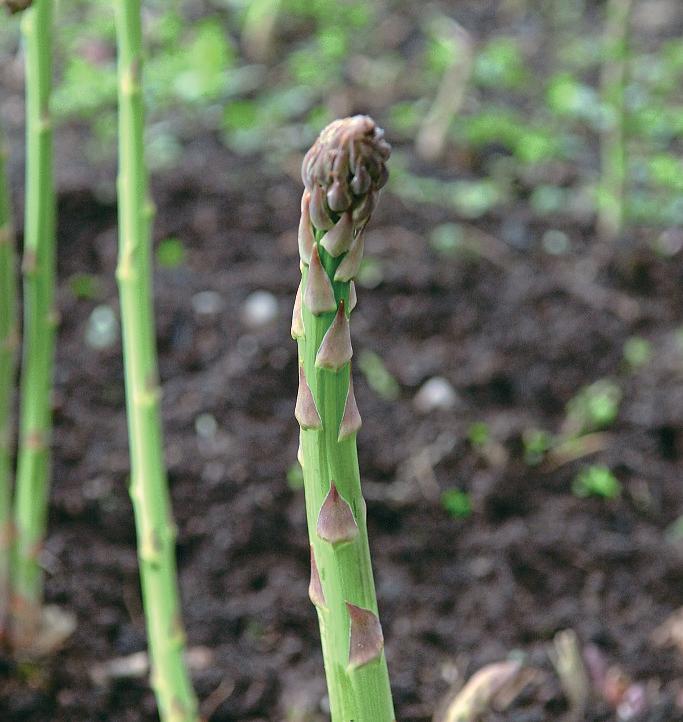 PUT YOUR PERENNIALS TO BED