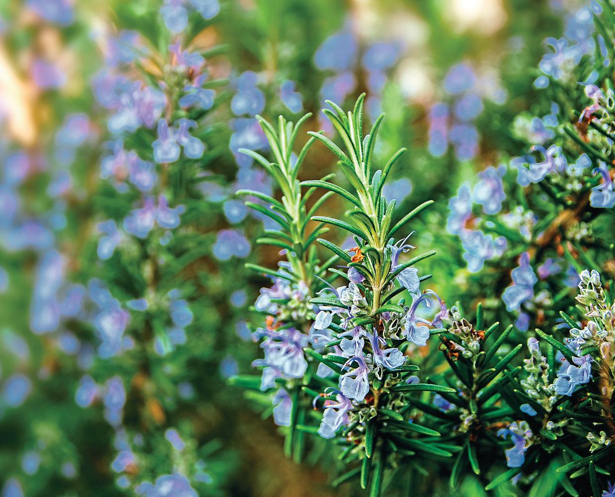 HERB OF THE MONTH ROSEMARY