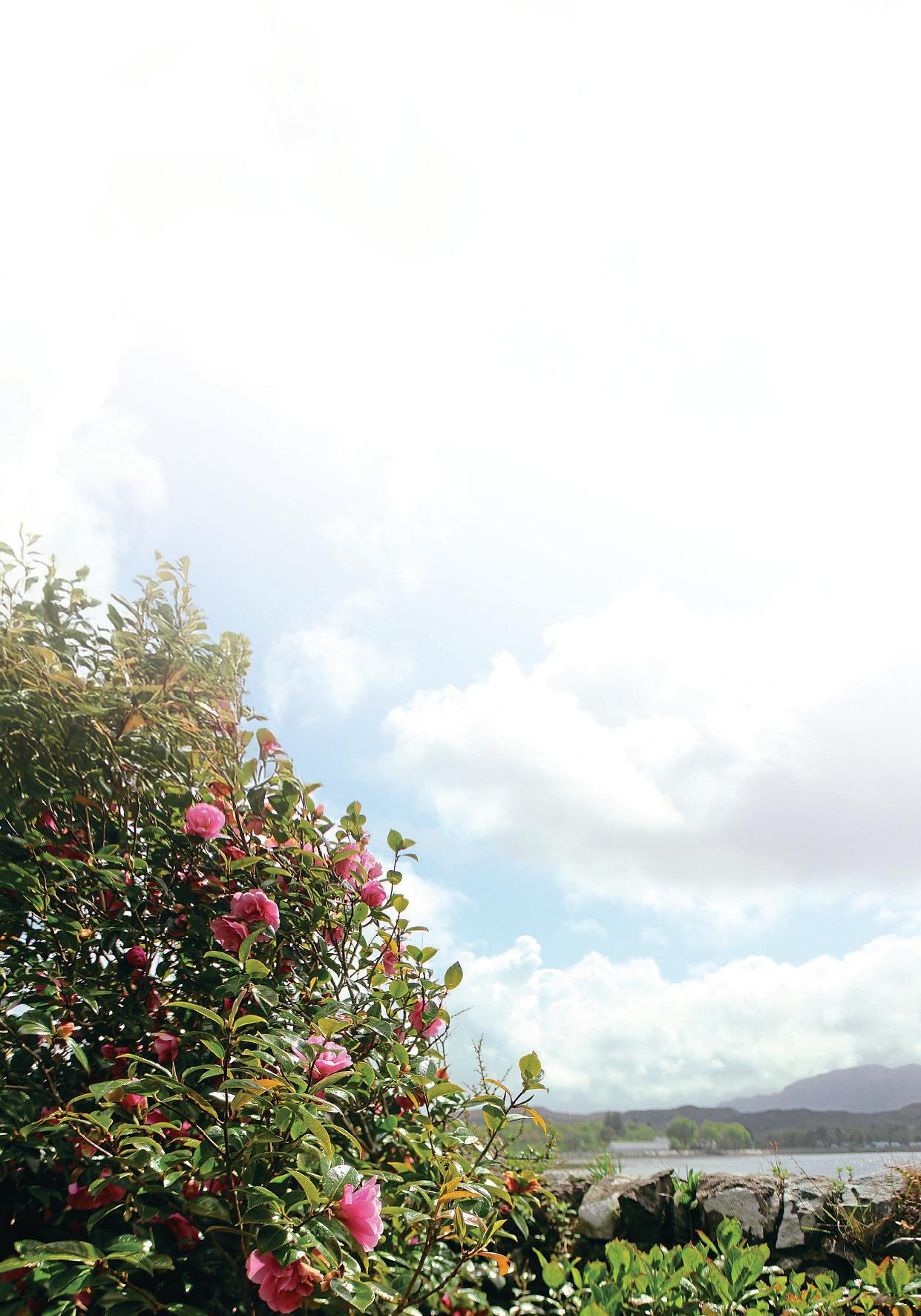 TURNING PROBLEM RHODODENDRONS INTO 'BLACK GOLD'
