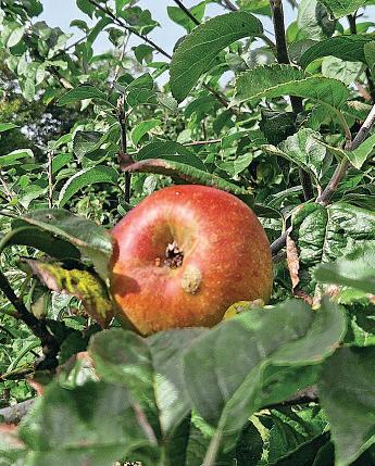 LATE-SEASON APPLES