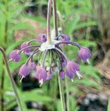HERB OF THE MONTH CHIVES