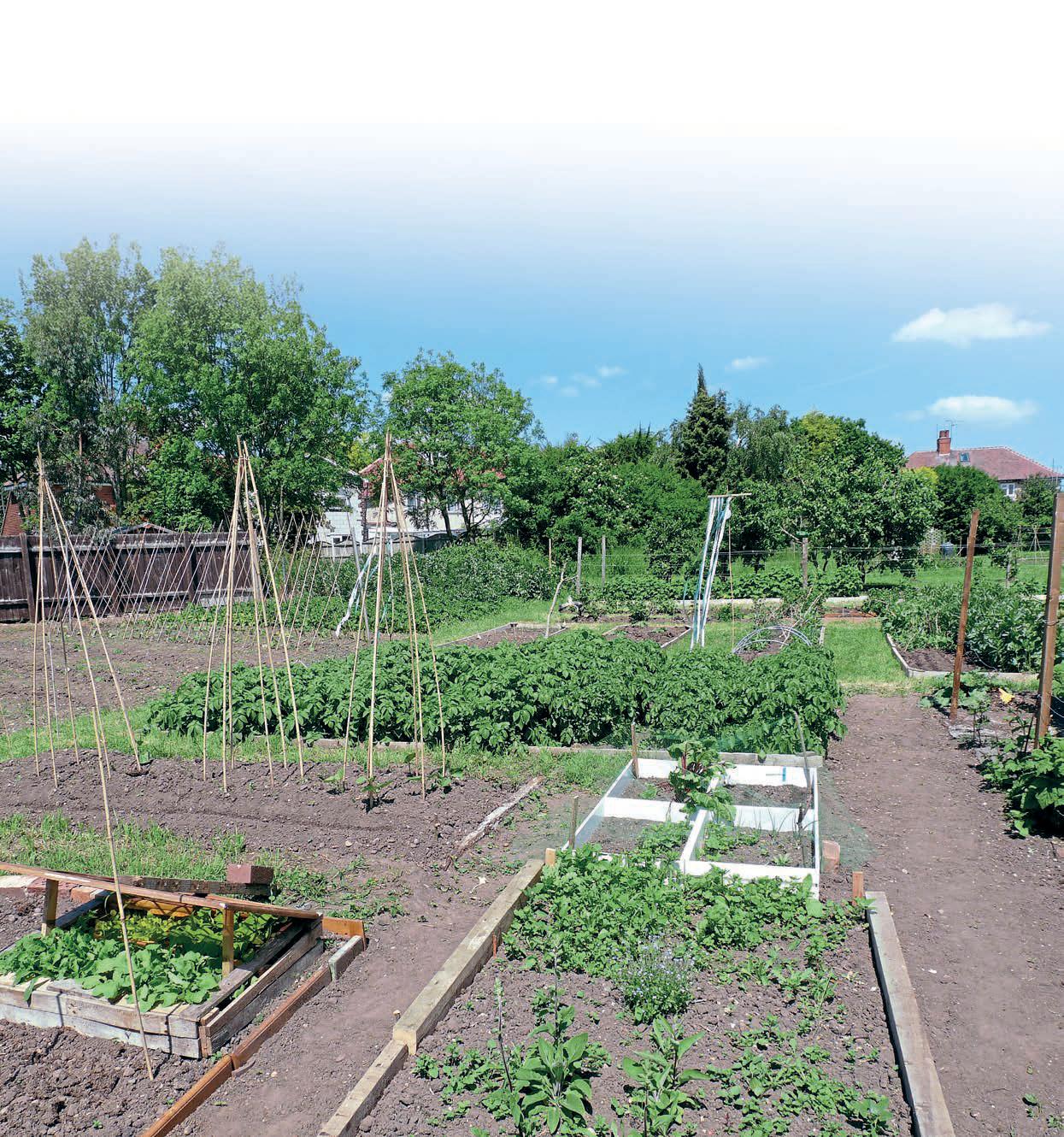 DIGGING THE DIRT THE ALLOTMENT: WHAT'S THE POINT?