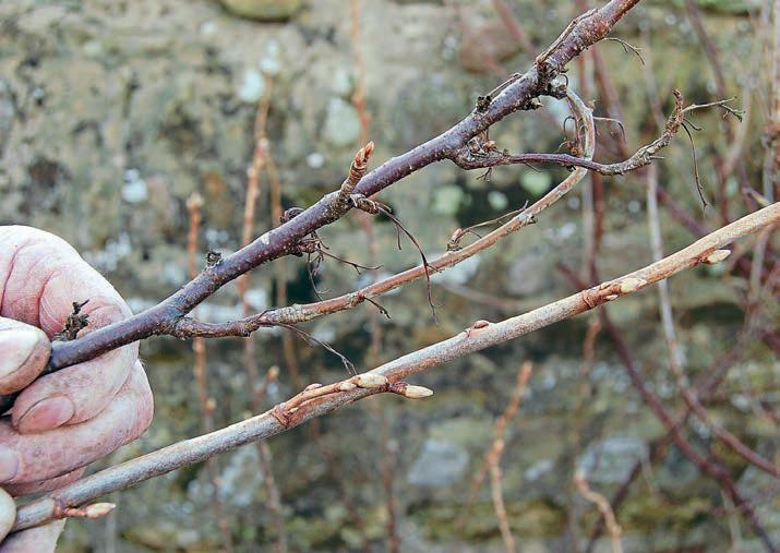 FRUIT BUSHES: THE WINTER CUT-BACK