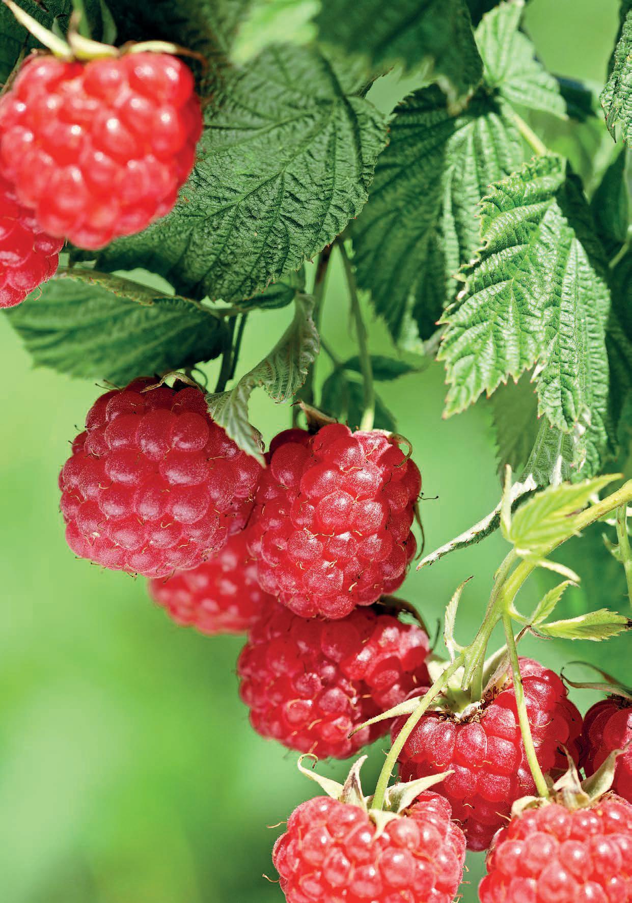 THE RIGHT START WITH RASPBERRIES