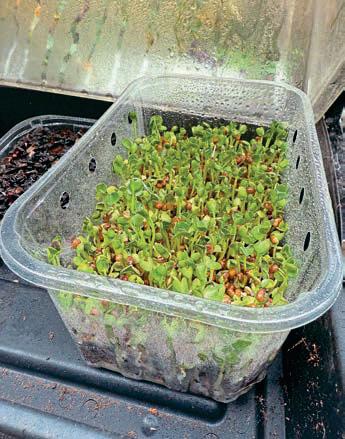 WINTER GREENS ON YOUR WINDOWSILL