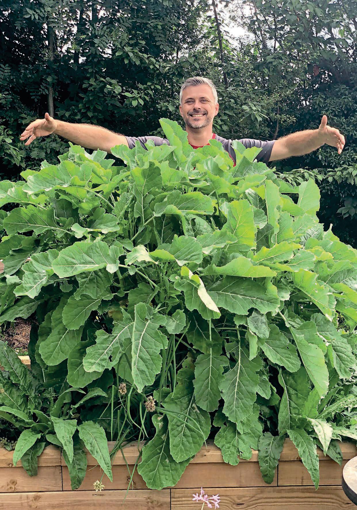 PERENNIAL KALE: AN OLD STAPLE FOR TODAY'S GARDENER