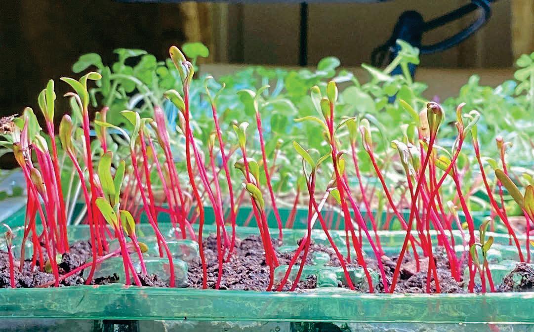 HEATED PROPAGATORS PUT TO THE TEST