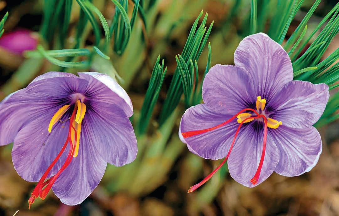SAFFRON GROW YOUR OWN GOLD