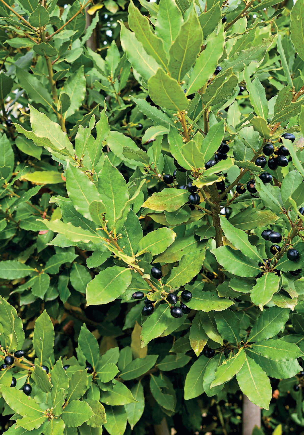 HERB OF THE MONTH BAY