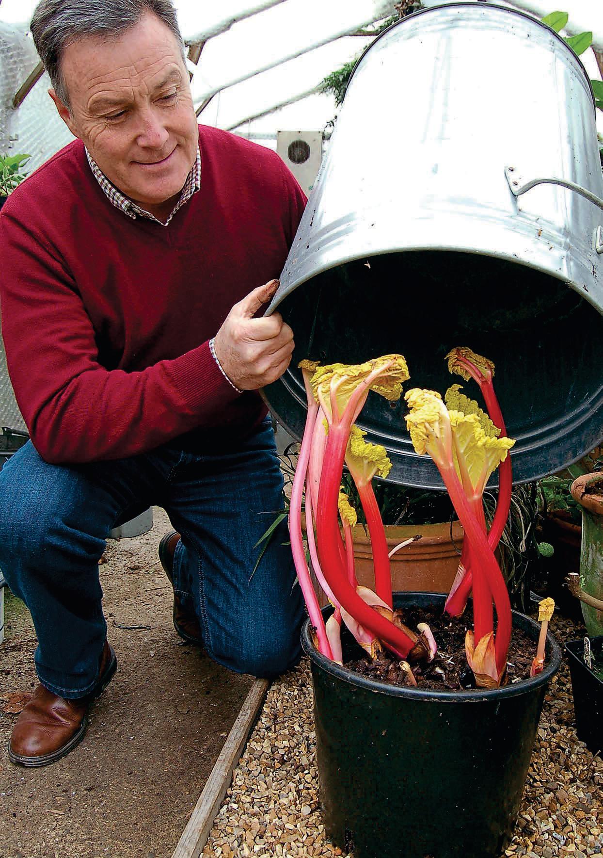 FORCING RHUBARB