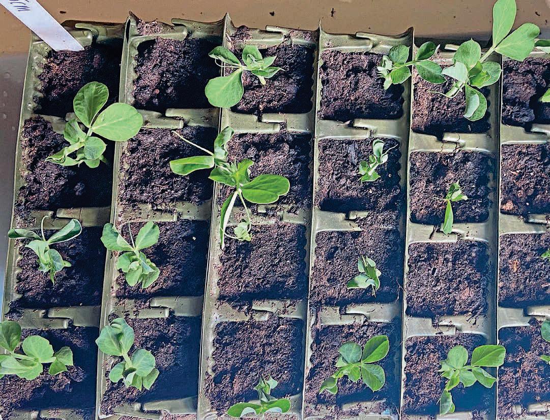 SO WHICH SEED-STARTING CONTAINERS REALLY WORK?