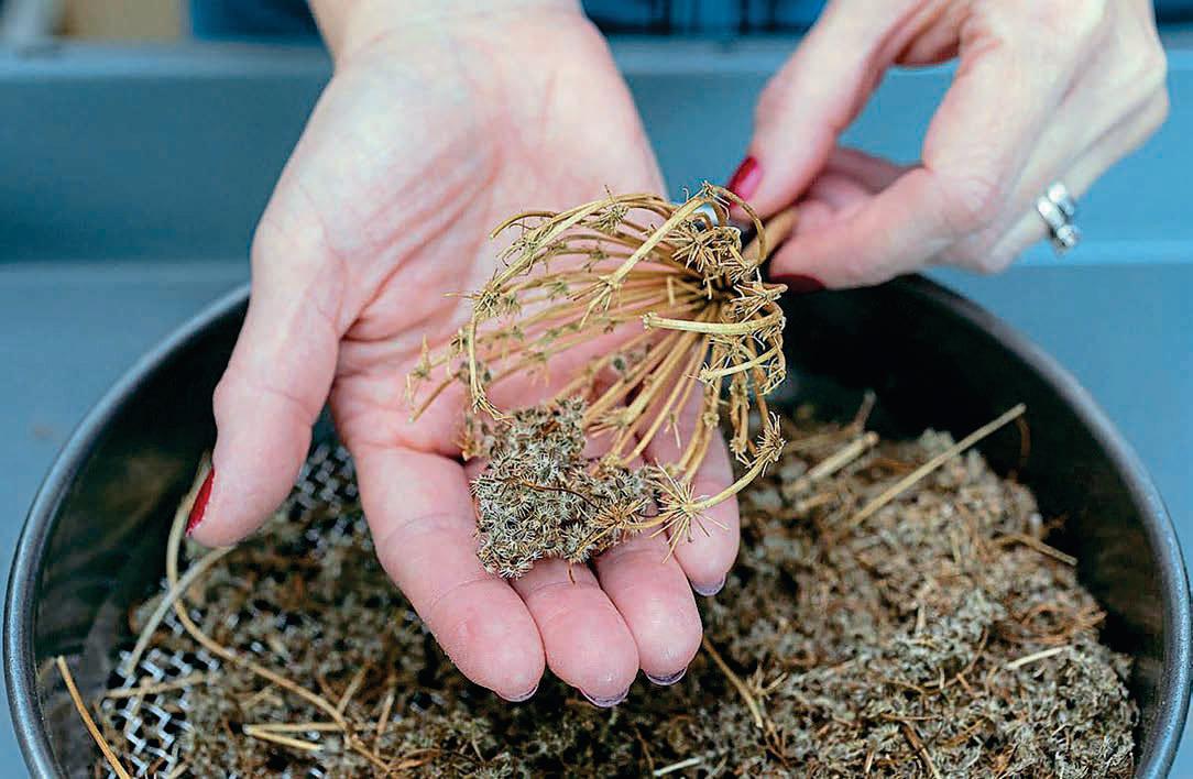 SEED SAVIOURS