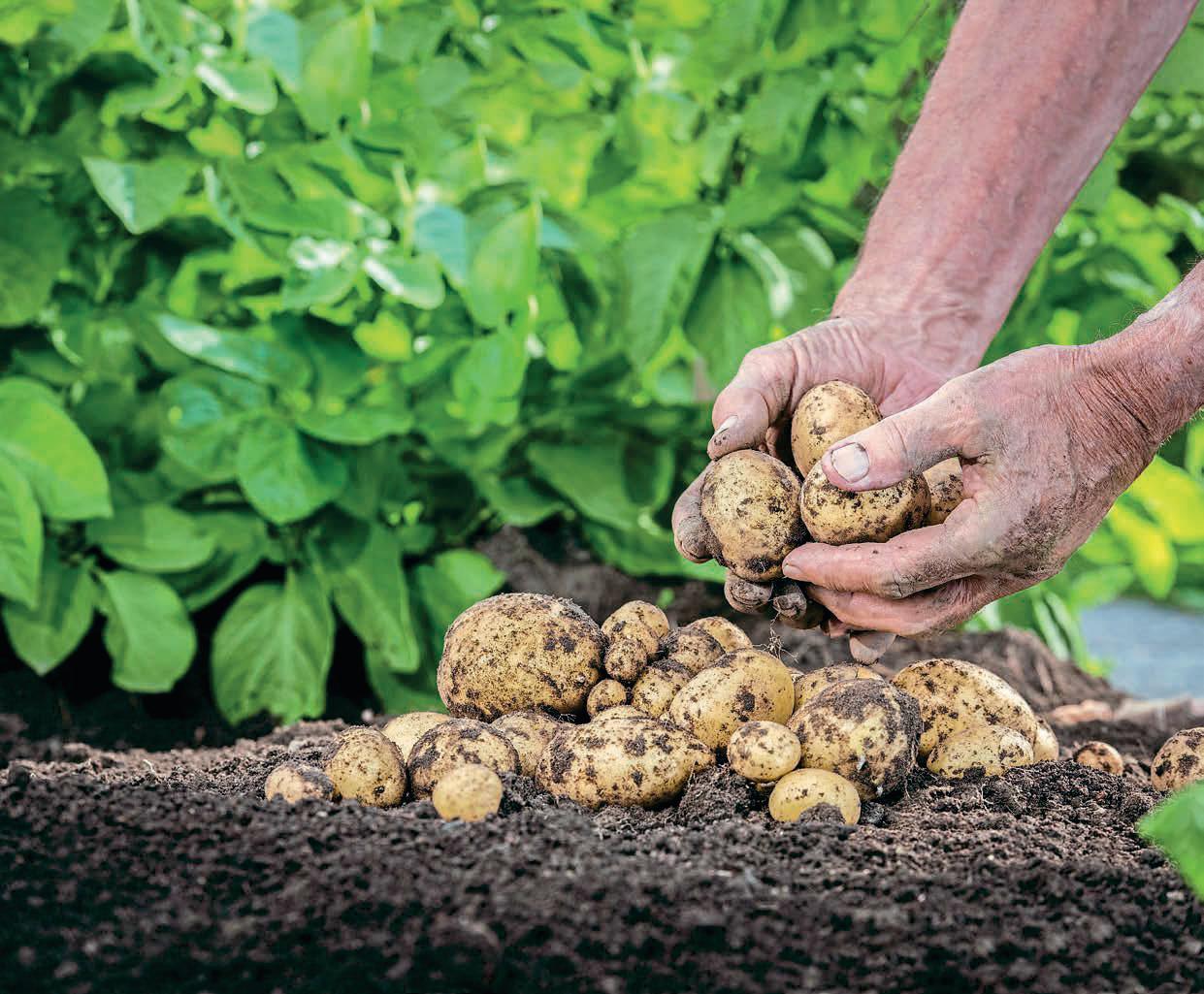 SENSATIONAL SPUDS