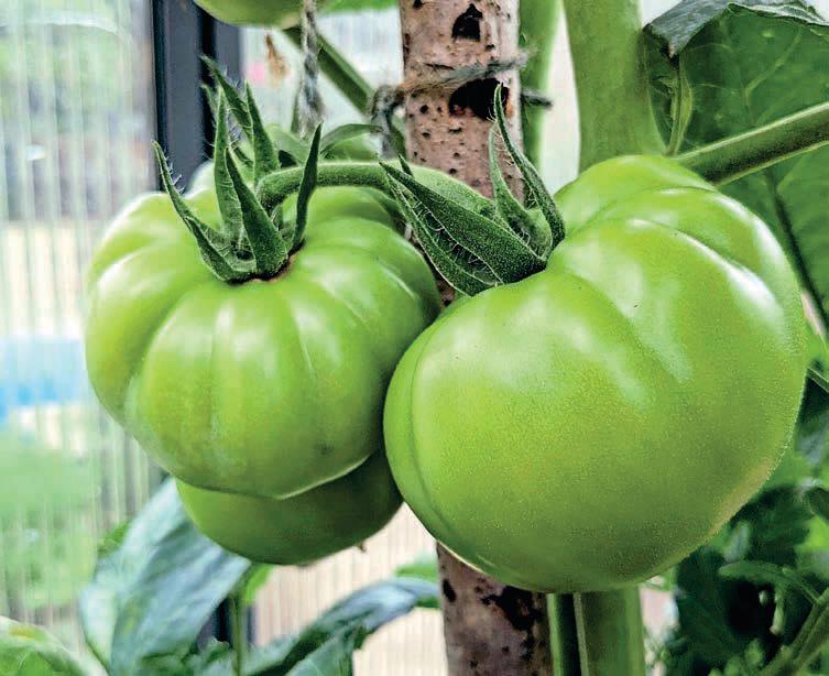 MENU-LED GROWING