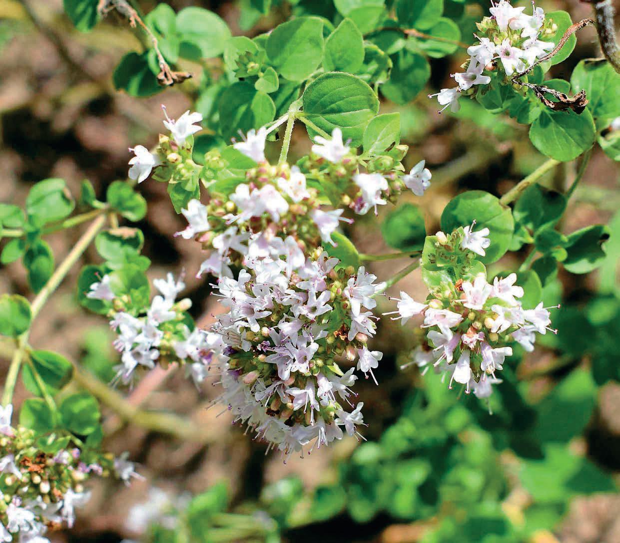 MARJORAM & OREGANO