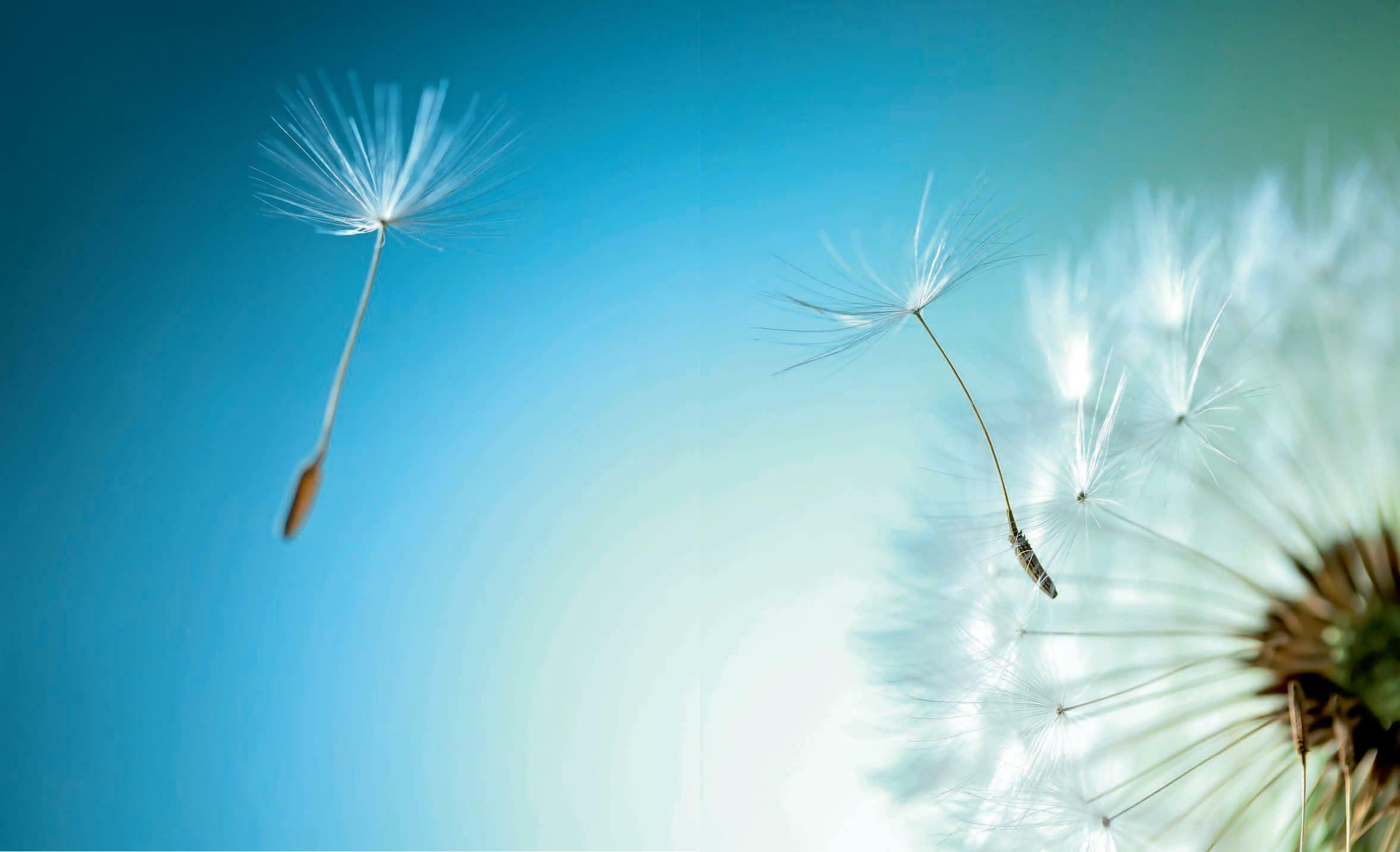 SEEKING OUT softness
