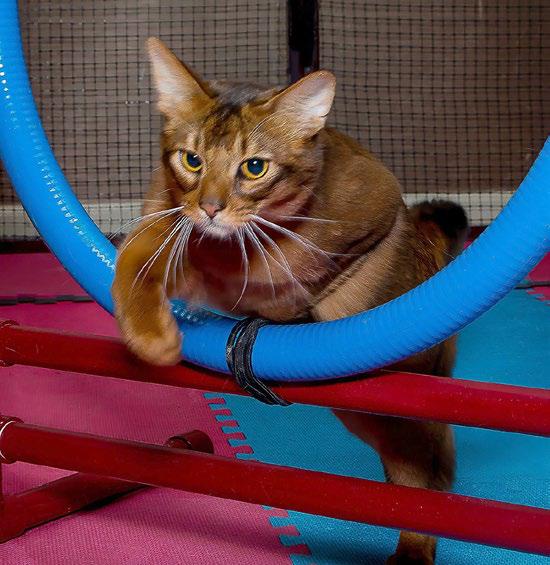 Feline Agility?