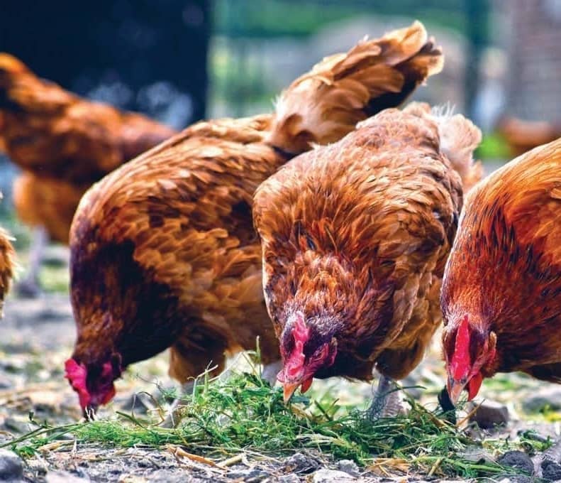 Growing food for Chickens