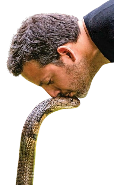 COBRA king!