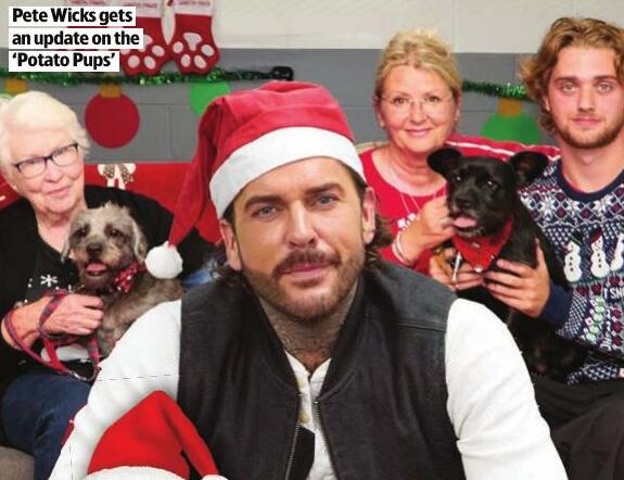 Santa's little yelpers