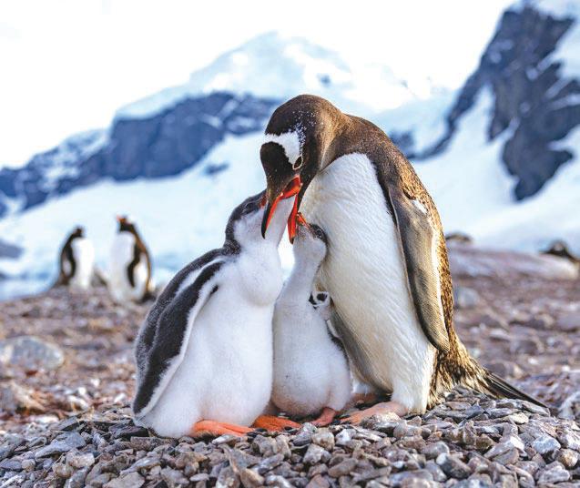 The power of PENGUINS