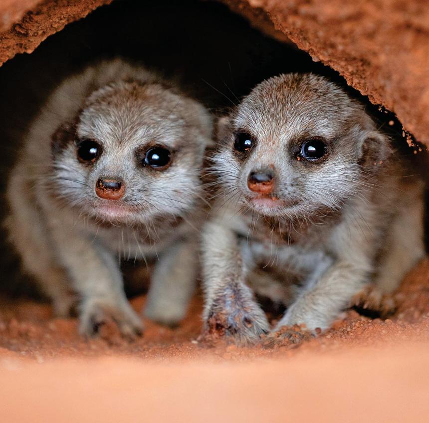 A brilliant new take on nature documentaries