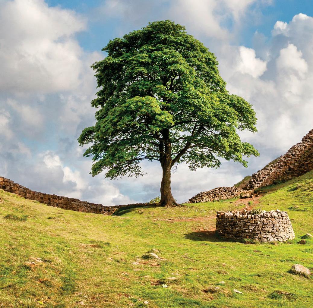 SYCAMORE GAP