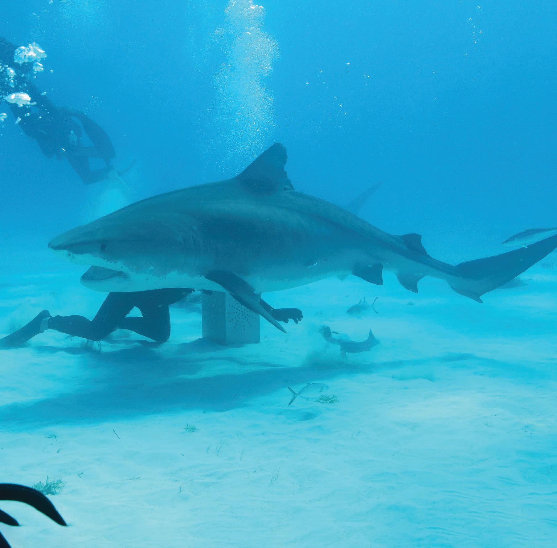 SHARK! CELEBRITY INFESTED WATERS