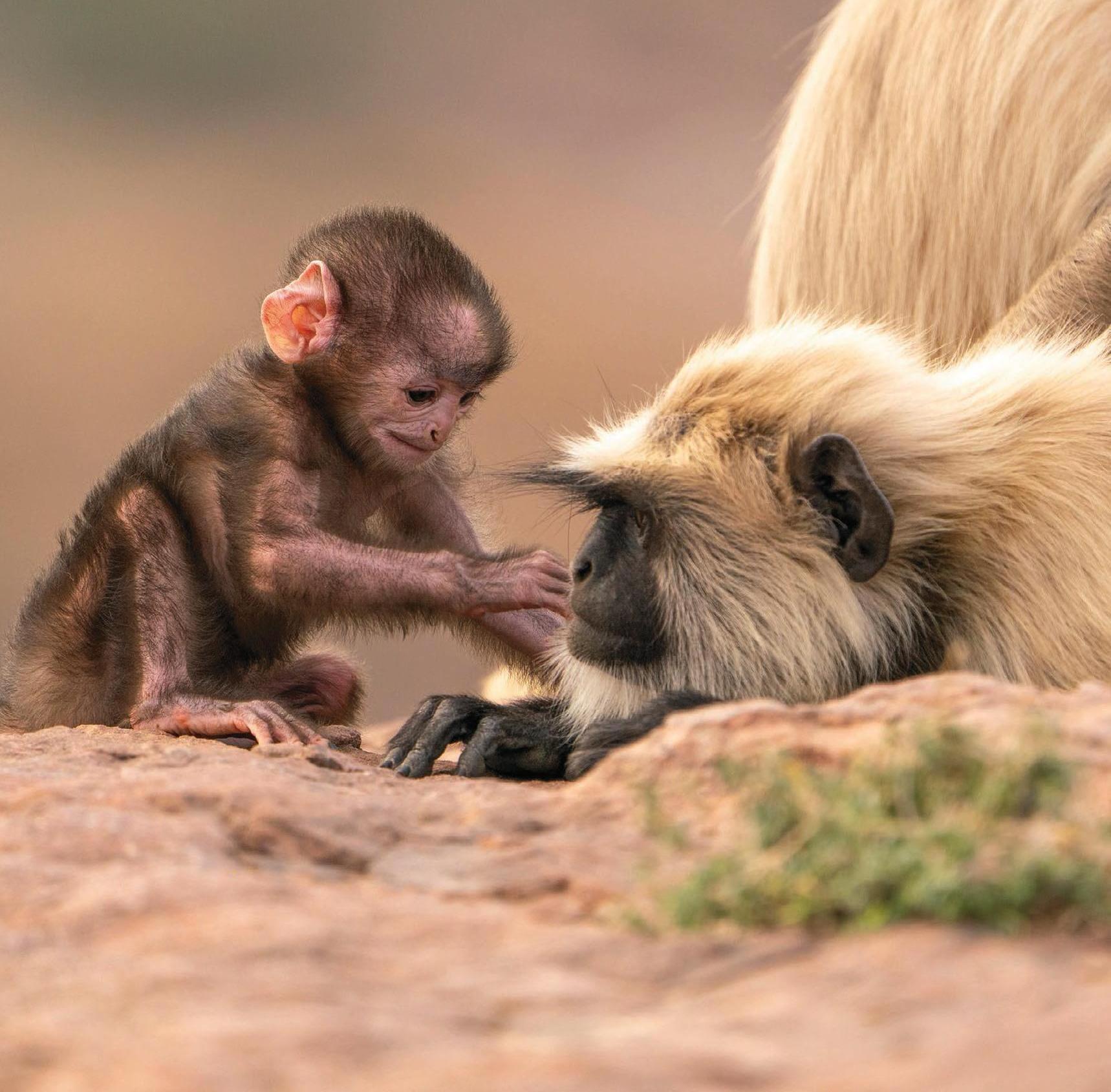 PARENTHOOD