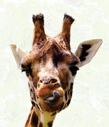 Safari secrets!