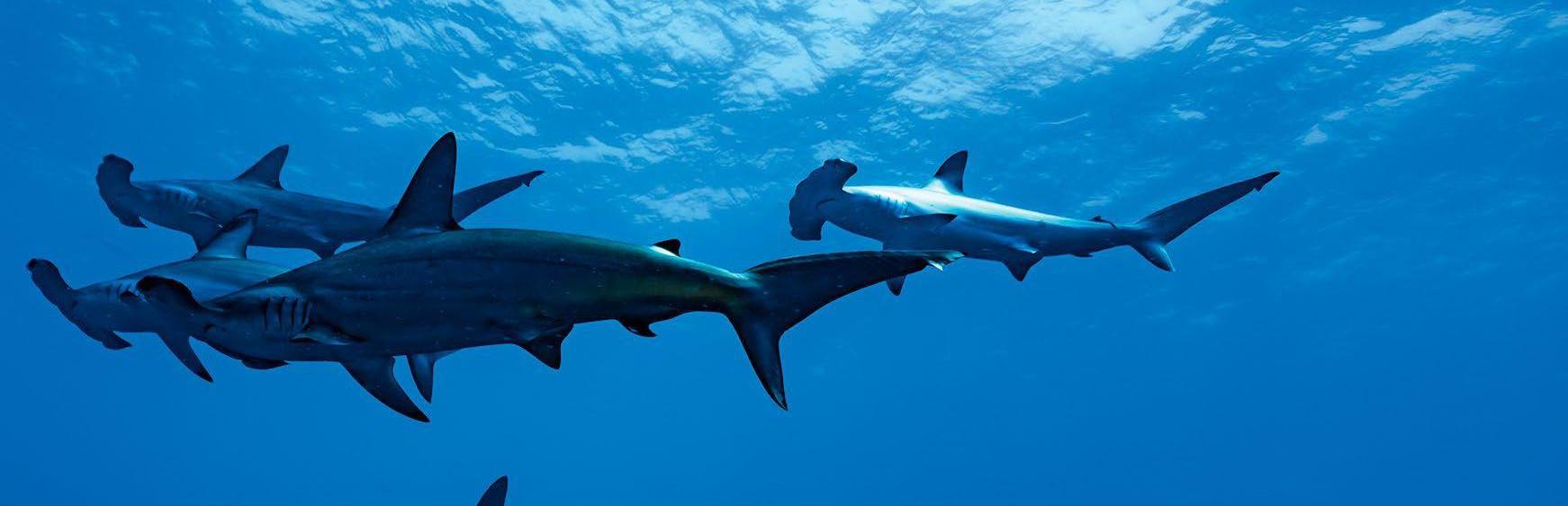 Hunted to extinction?