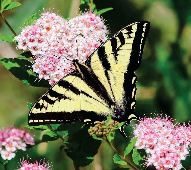 4 Flowering Shrubs