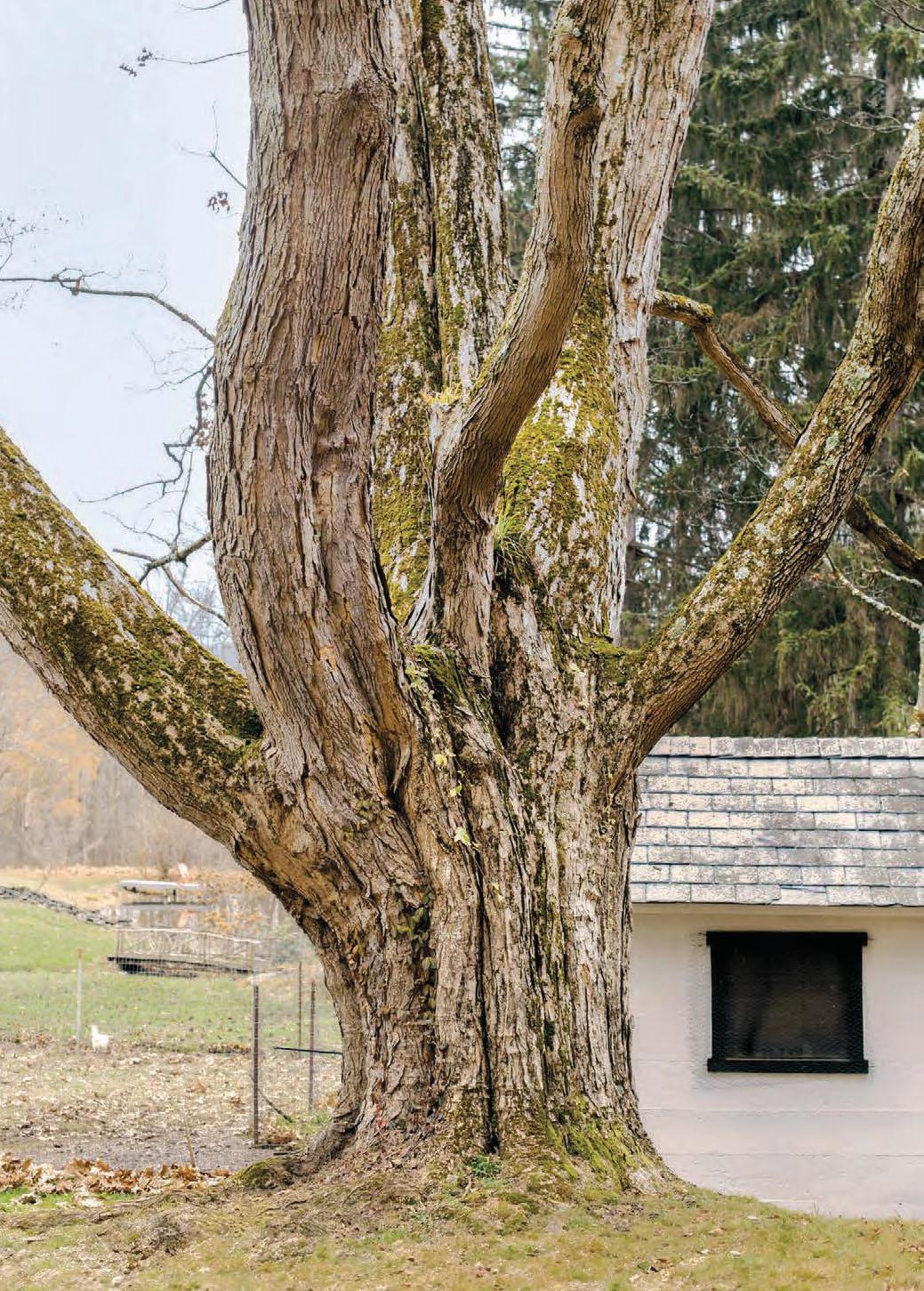 My Forever Tree My Forever Tree