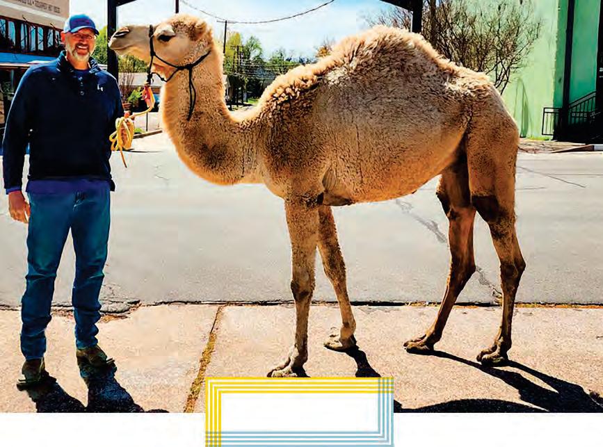 Norman the Camel