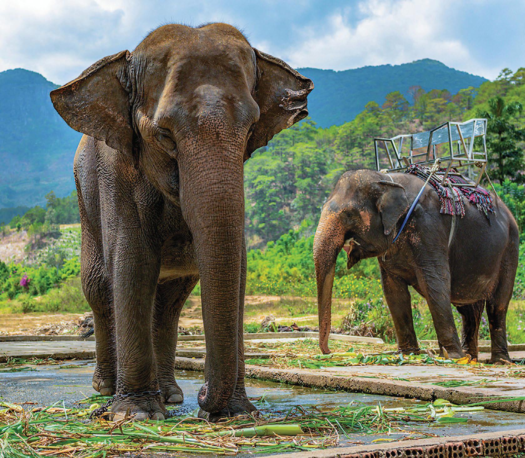 The woman on the ELEPHANT