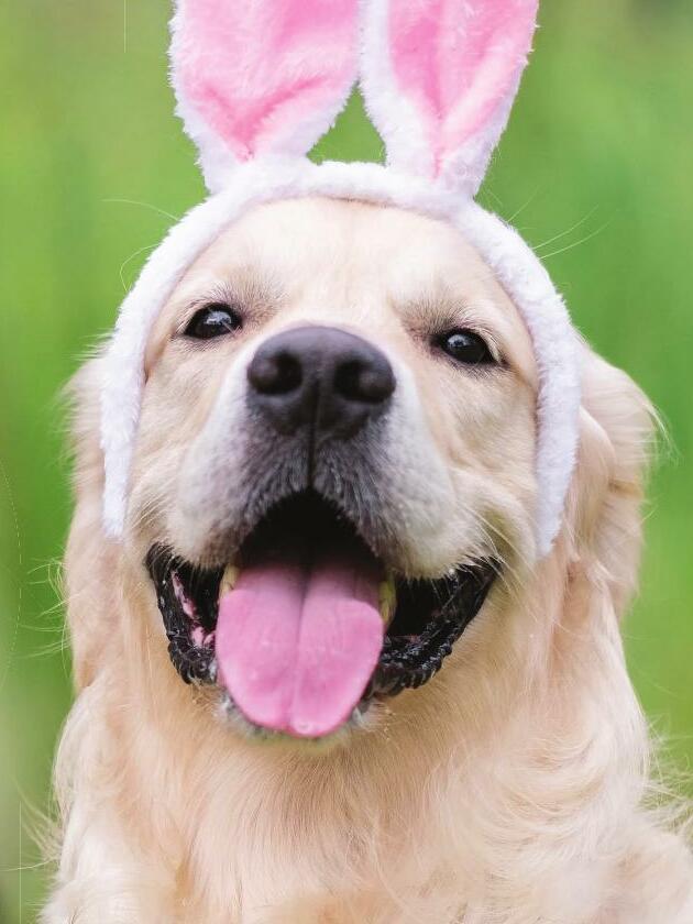 Keep pets safe this Easter