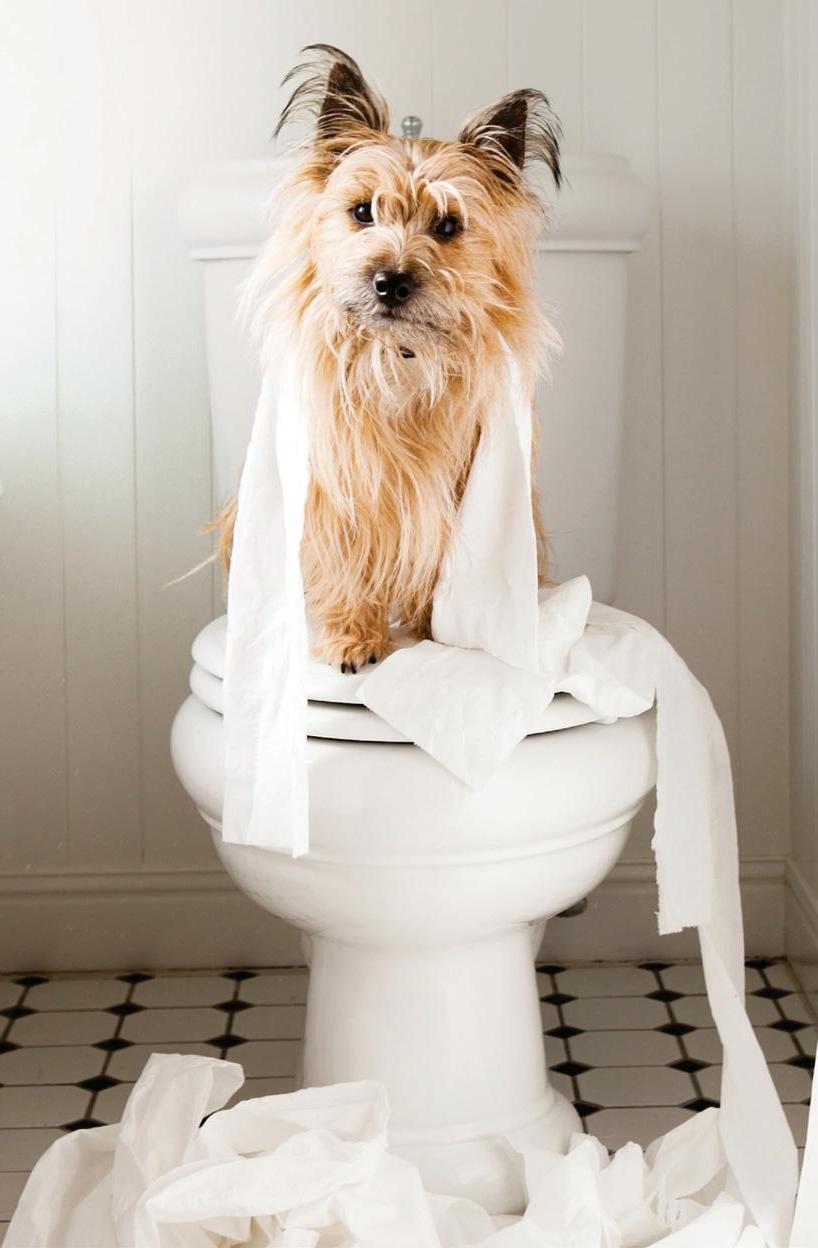 Let's talk about poo!