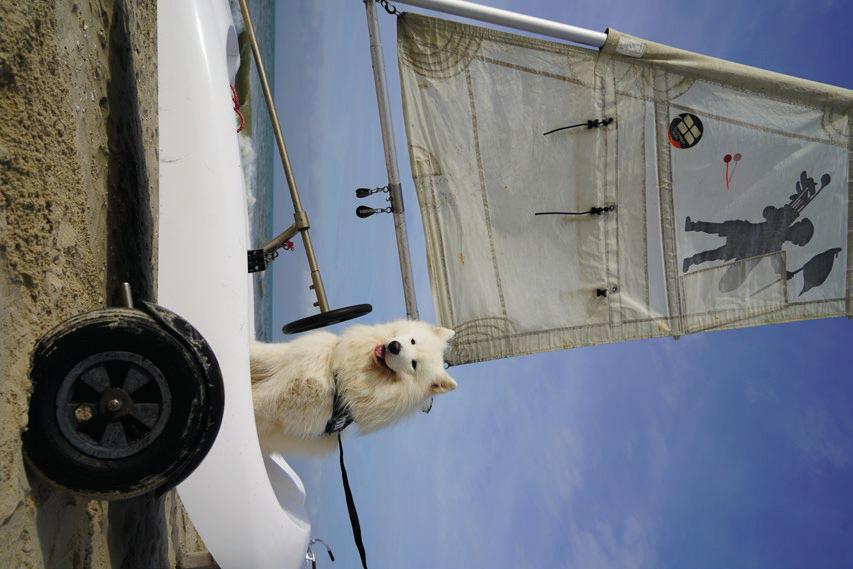 DOG-FRIENDLY PAS-DE-CALAIS