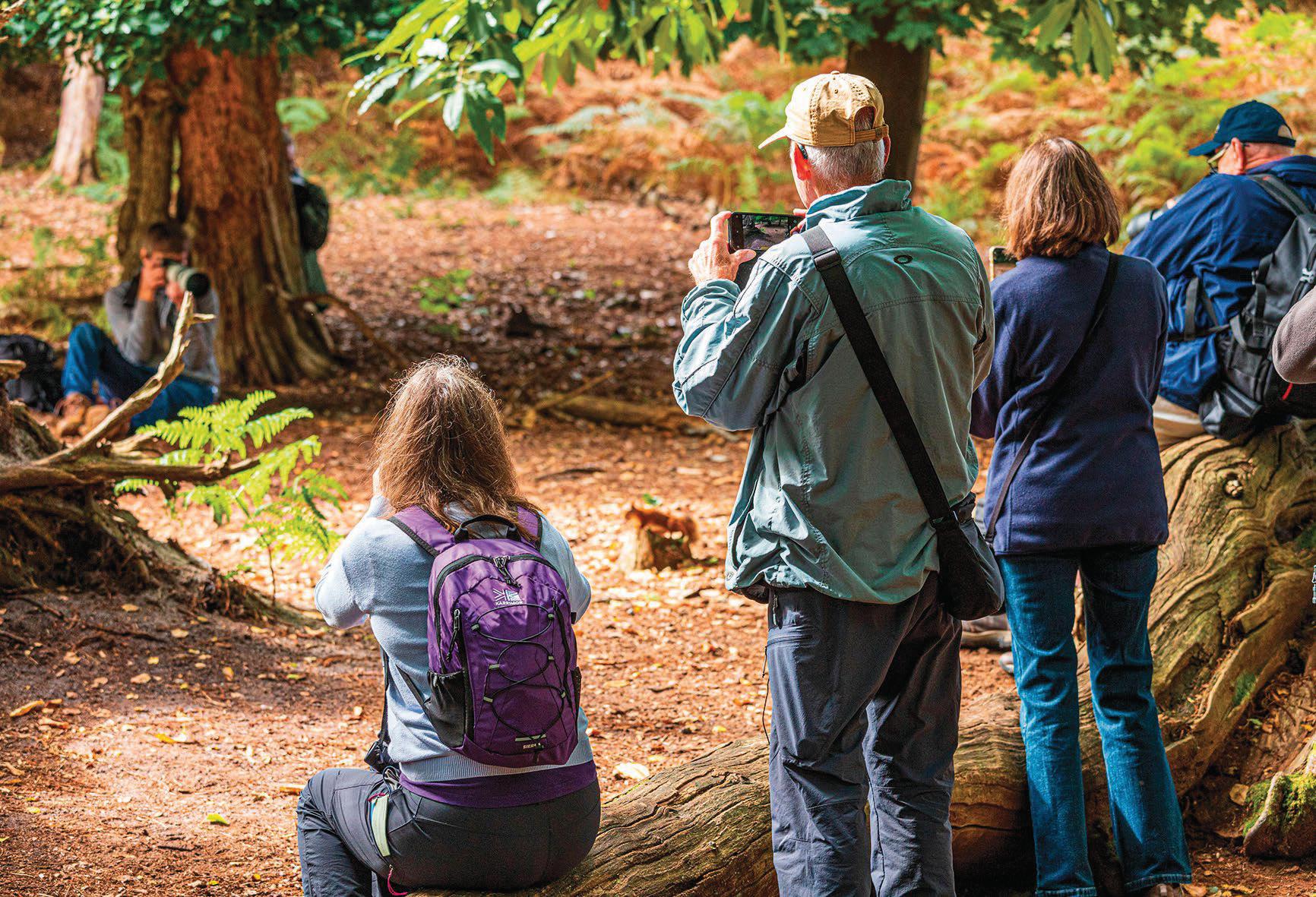 Save our red squirrels