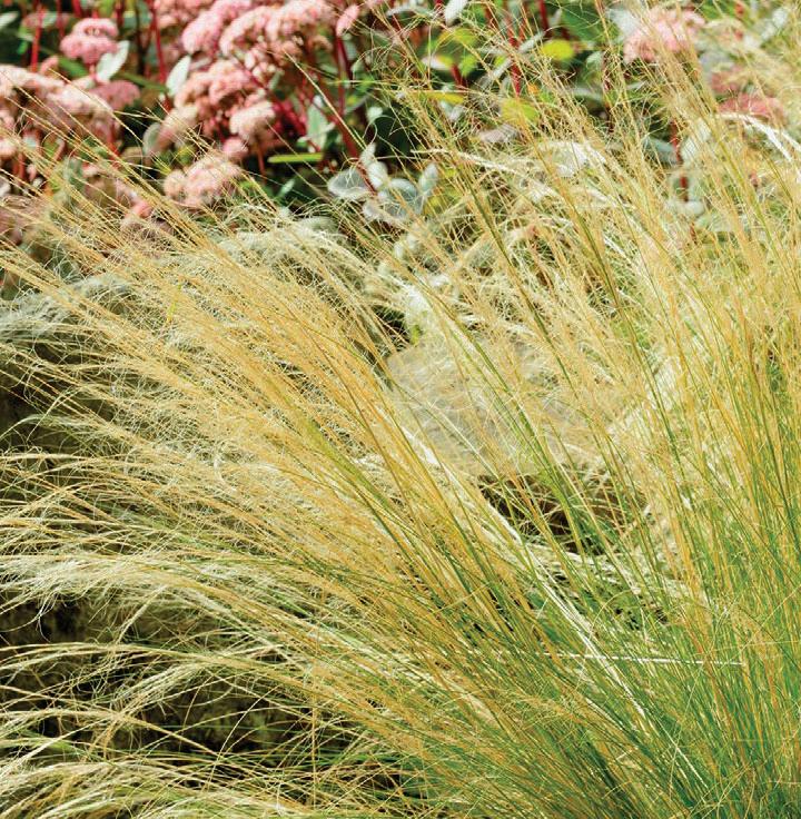 Pocket PRAIRIE BORDER