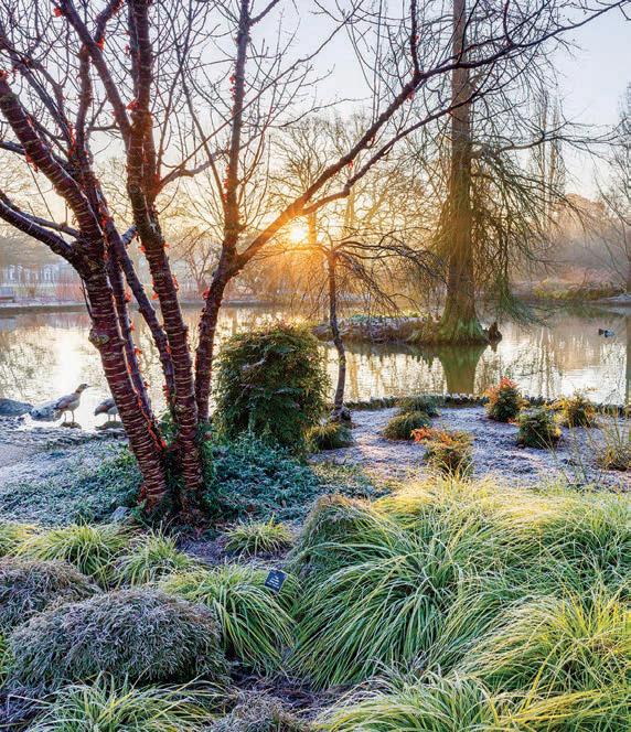 Glorious winter WONDERS