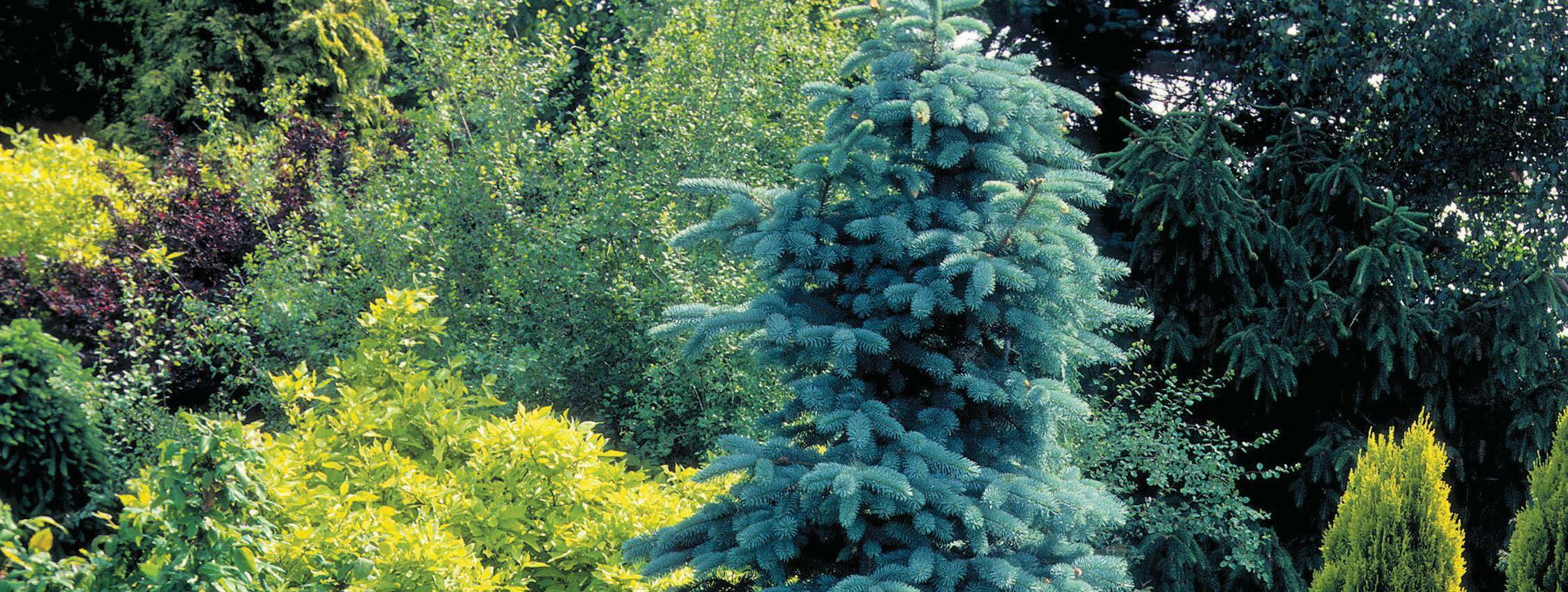 EASY evergreens