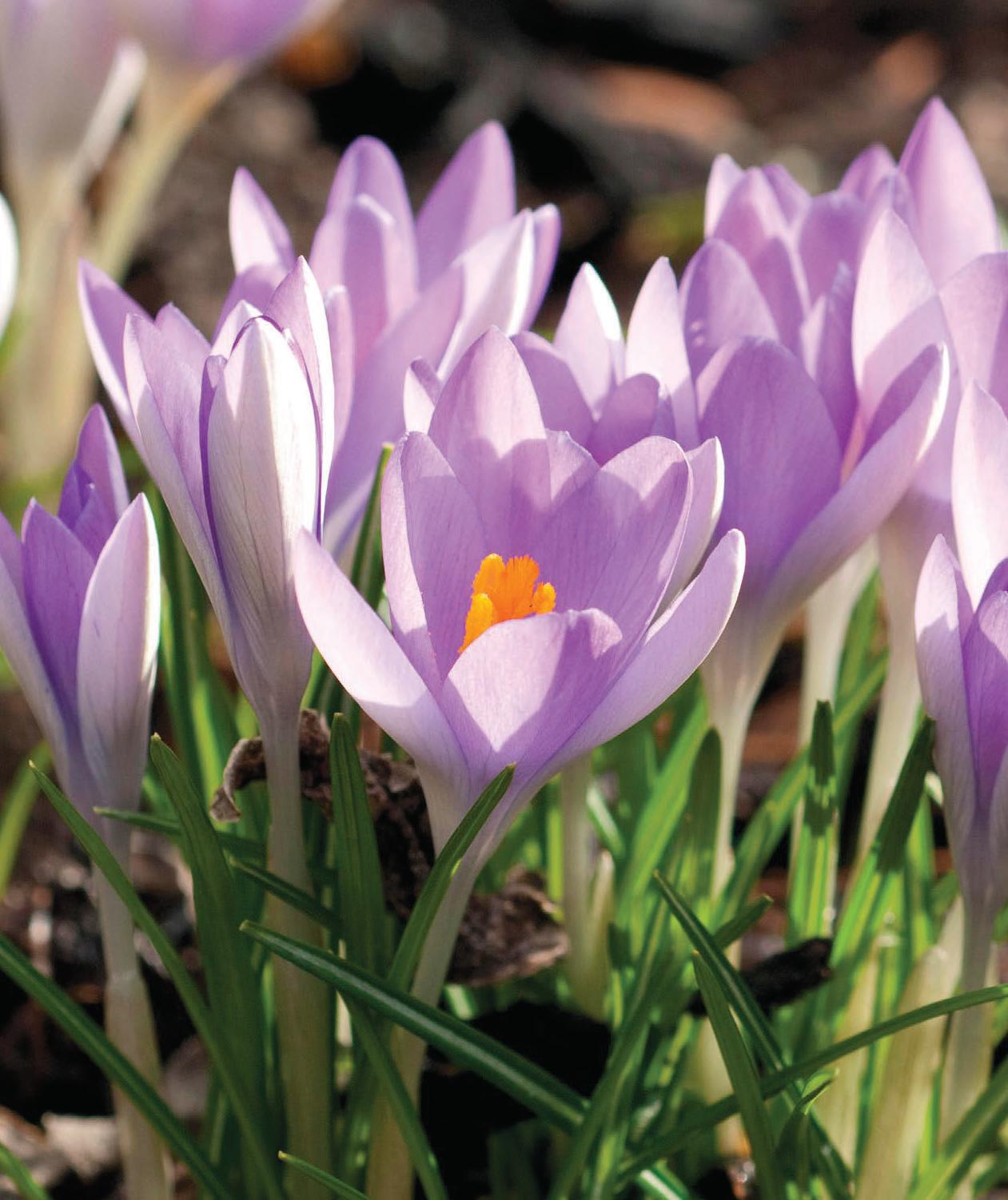 GARDEN notes