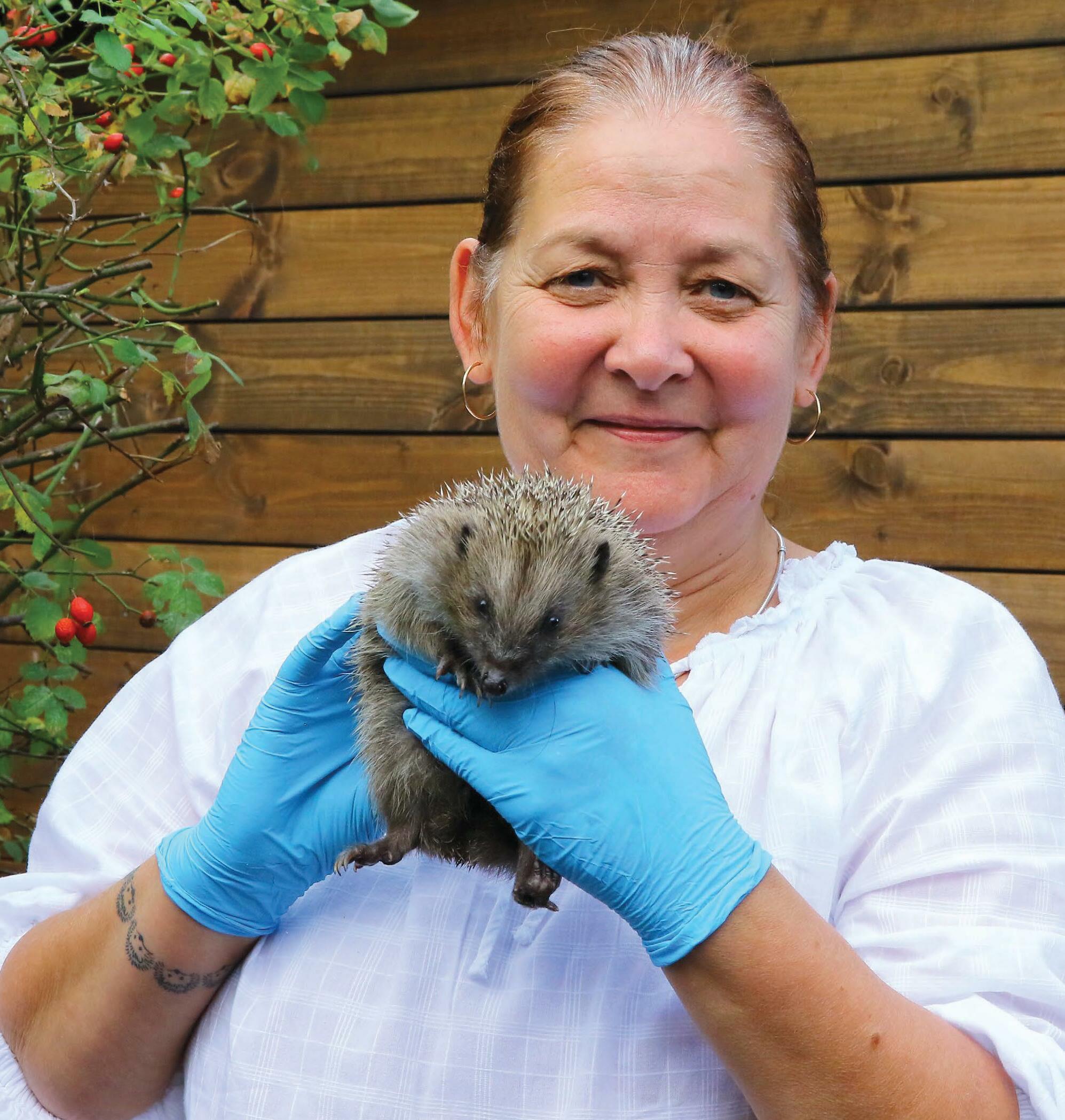 A haven for HEDGEHOGS