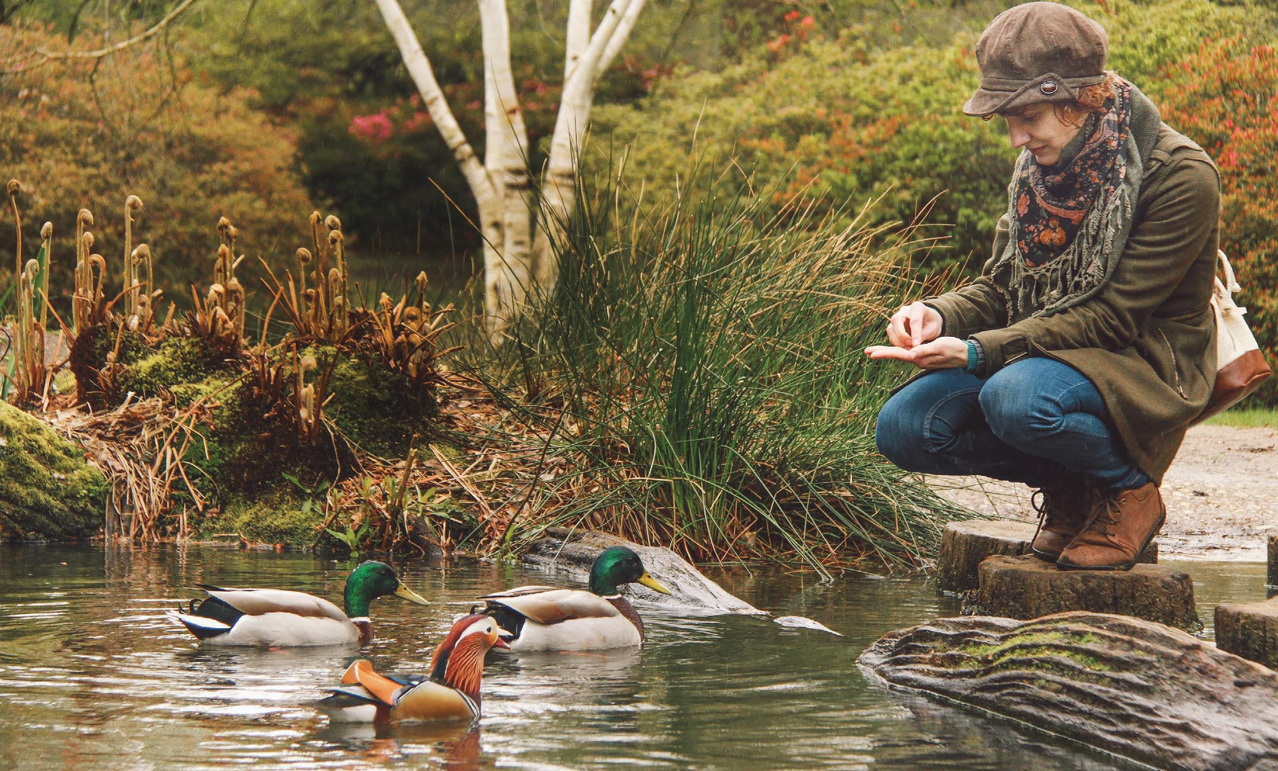 Helping our FEATHERED FRIENDS