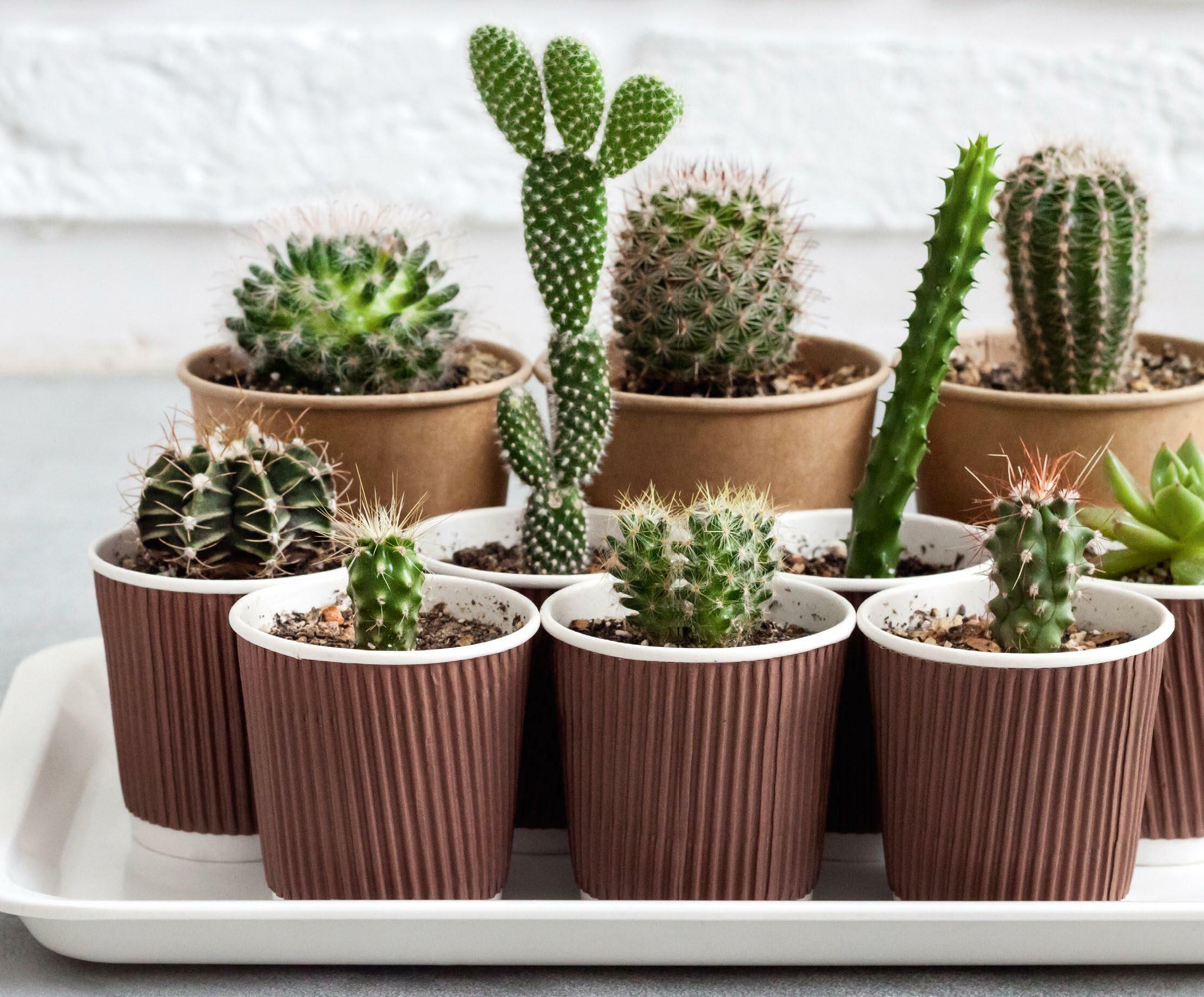 PRICKLY passions