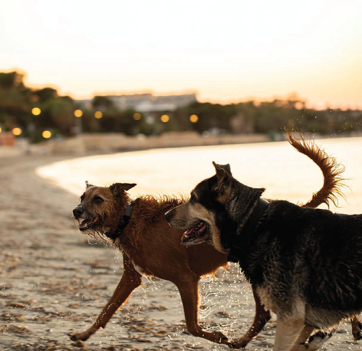 Shaggy DOG STORY