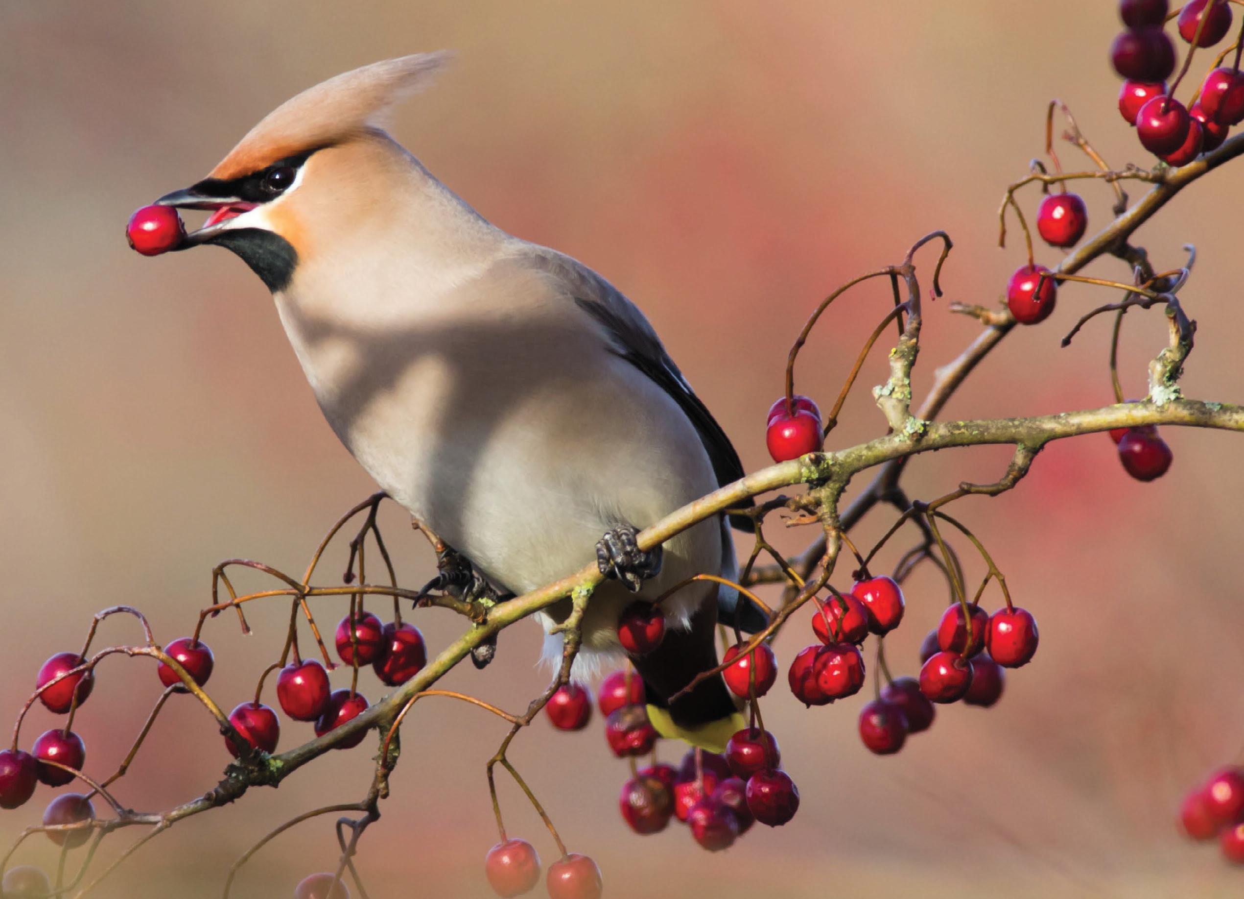 Our winged winter guests